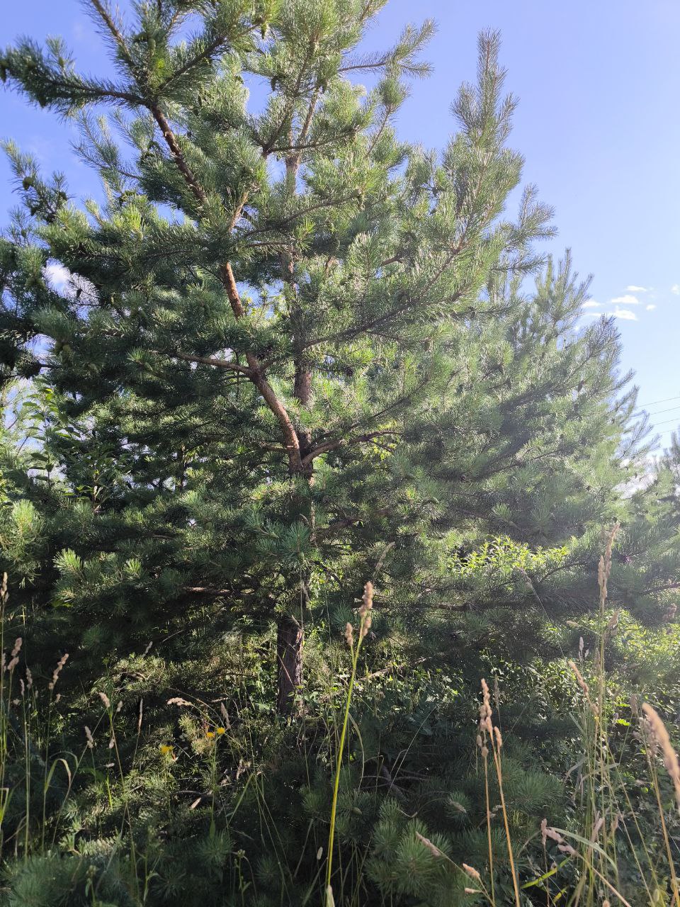 Current review